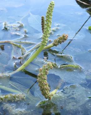 Fotografia 4 da espécie Potamogeton lucens no Jardim Botânico UTAD