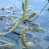 Fotografia 4 da espécie Potamogeton lucens do Jardim Botânico UTAD