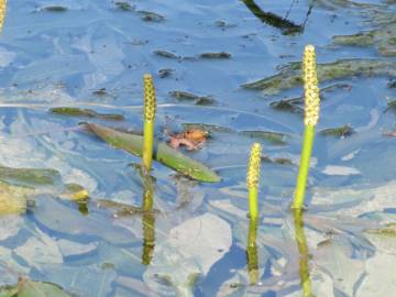 Fotografia da espécie Potamogeton lucens