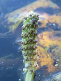 Fotografia da espécie Potamogeton lucens