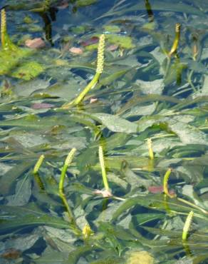 Fotografia 8 da espécie Potamogeton lucens no Jardim Botânico UTAD