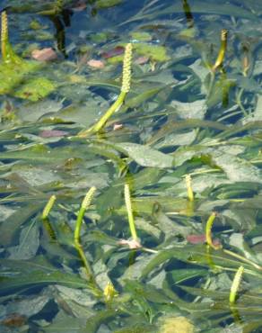 Fotografia 8 da espécie Potamogeton lucens no Jardim Botânico UTAD