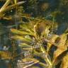 Fotografia 9 da espécie Potamogeton lucens do Jardim Botânico UTAD