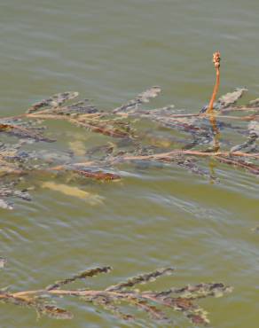 Fotografia 1 da espécie Potamogeton crispus no Jardim Botânico UTAD