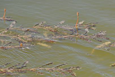 Fotografia da espécie Potamogeton crispus