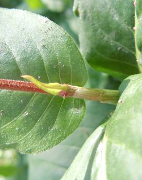 Fotografia 3 da espécie Polygonum amphibium no Jardim Botânico UTAD