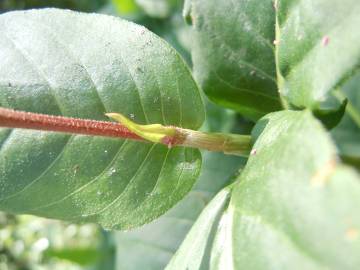 Fotografia da espécie Polygonum amphibium