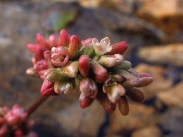 Fotografia da espécie Polygonum amphibium