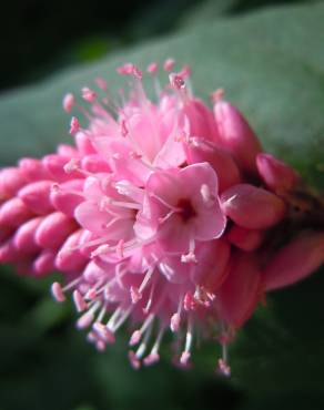 Fotografia 5 da espécie Polygonum amphibium no Jardim Botânico UTAD