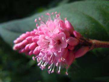 Fotografia da espécie Polygonum amphibium