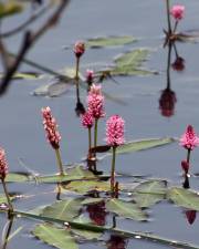 Fotografia da espécie Polygonum amphibium