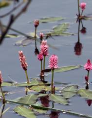 Polygonum amphibium