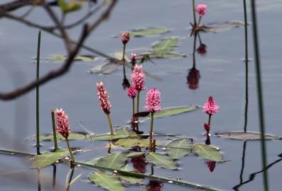 Fotografia da espécie Polygonum amphibium