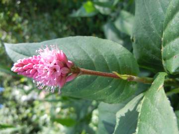 Fotografia da espécie Polygonum amphibium