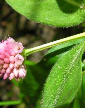 Fotografia 7 da espécie Polygonum amphibium no Jardim Botânico UTAD