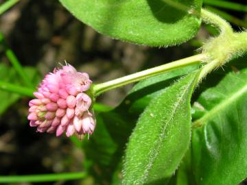 Fotografia da espécie Polygonum amphibium