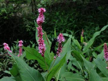 Fotografia da espécie Polygonum amphibium