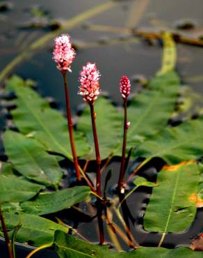 Fotografia 9 da espécie Polygonum amphibium no Jardim Botânico UTAD