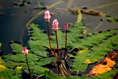 Fotografia da espécie Polygonum amphibium