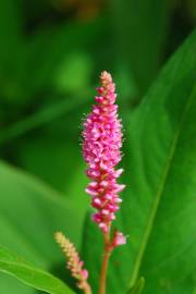 Fotografia da espécie Polygonum amphibium