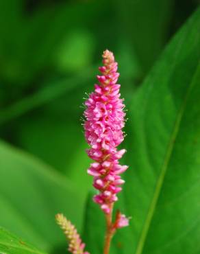 Fotografia 10 da espécie Polygonum amphibium no Jardim Botânico UTAD