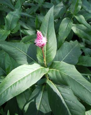 Fotografia 11 da espécie Polygonum amphibium no Jardim Botânico UTAD