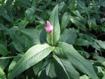 Fotografia da espécie Polygonum amphibium