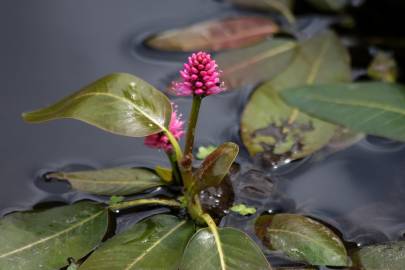 Fotografia da espécie Polygonum amphibium