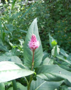 Fotografia 13 da espécie Polygonum amphibium no Jardim Botânico UTAD