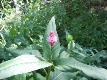 Fotografia da espécie Polygonum amphibium