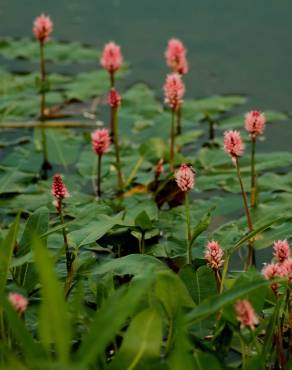 Fotografia 14 da espécie Polygonum amphibium no Jardim Botânico UTAD