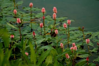 Fotografia da espécie Polygonum amphibium