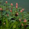 Fotografia 14 da espécie Polygonum amphibium do Jardim Botânico UTAD