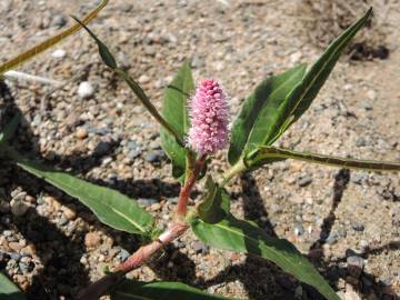 Fotografia da espécie Polygonum amphibium