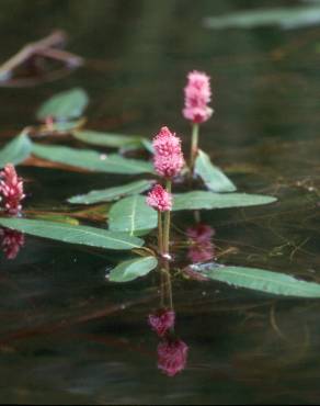 Fotografia 16 da espécie Polygonum amphibium no Jardim Botânico UTAD