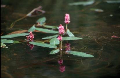 Fotografia da espécie Polygonum amphibium