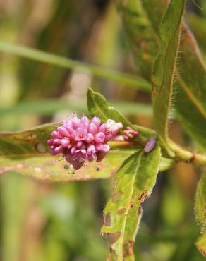 Fotografia 17 da espécie Polygonum amphibium no Jardim Botânico UTAD