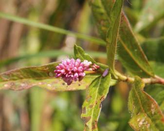 Fotografia da espécie Polygonum amphibium