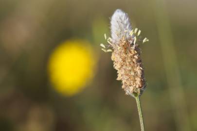 Fotografia da espécie Plantago lagopus