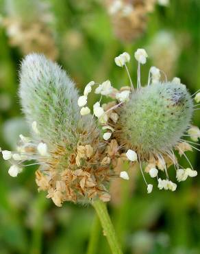 Fotografia 1 da espécie Plantago lagopus no Jardim Botânico UTAD