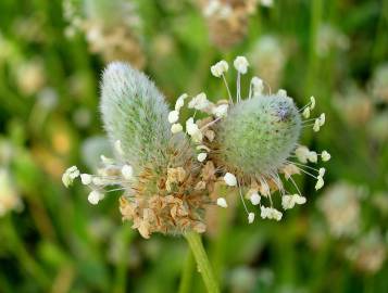 Fotografia da espécie Plantago lagopus