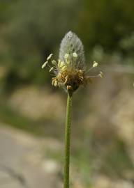 Fotografia da espécie Plantago lagopus