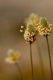 Fotografia da espécie Plantago lagopus