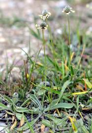 Fotografia da espécie Plantago lagopus