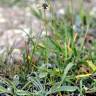 Fotografia 5 da espécie Plantago lagopus do Jardim Botânico UTAD