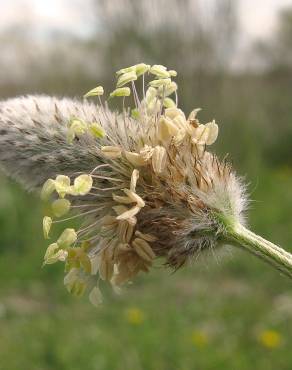 Fotografia 7 da espécie Plantago lagopus no Jardim Botânico UTAD