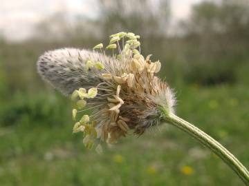 Fotografia da espécie Plantago lagopus