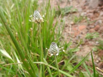 Fotografia da espécie Plantago lagopus