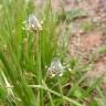 Fotografia 8 da espécie Plantago lagopus do Jardim Botânico UTAD