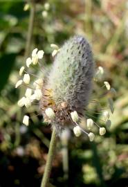 Fotografia da espécie Plantago lagopus